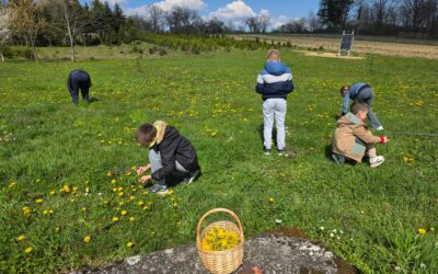Maslačak-korisna biljka na našoj livadi